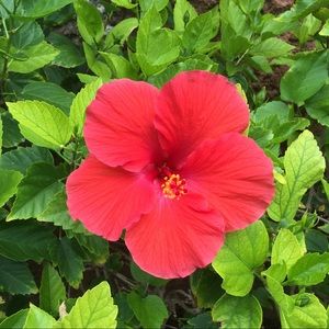 Meet your Posher, Paryse